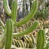 Myrtillocactus_schenckii